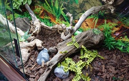 Boa Snake reptiles for sale: Hog Island boa and full double level custom set up - Image 15