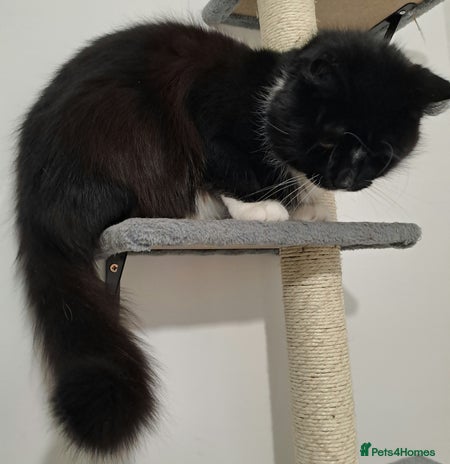 Mixed Breed cats Maine coon cross - Teddy - Advert 15