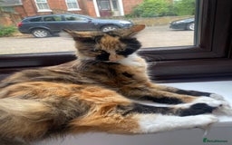 Mixed Breed cats for sale: Lovely cat - Image 3