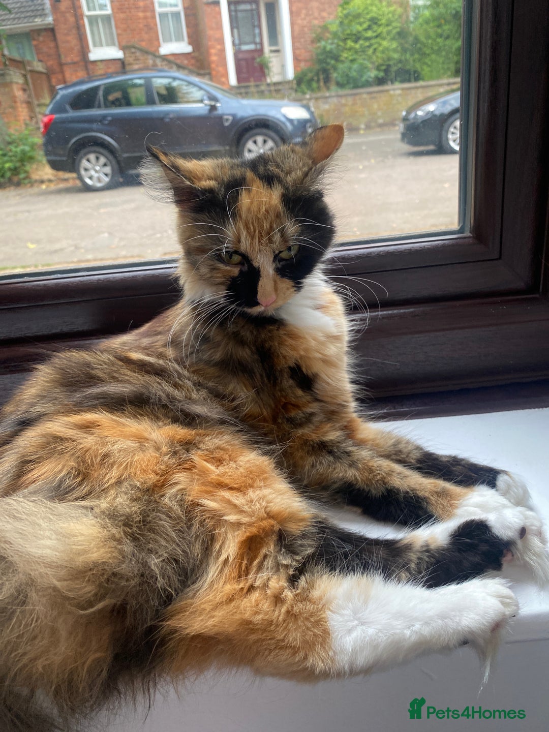 Mixed Breed cats for sale: Lovely cat - Image 3