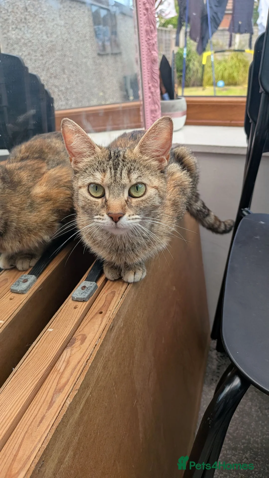 Mixed Breed cats for sale: Kittens for sale in Thornton-Cleveleys - Advert 1