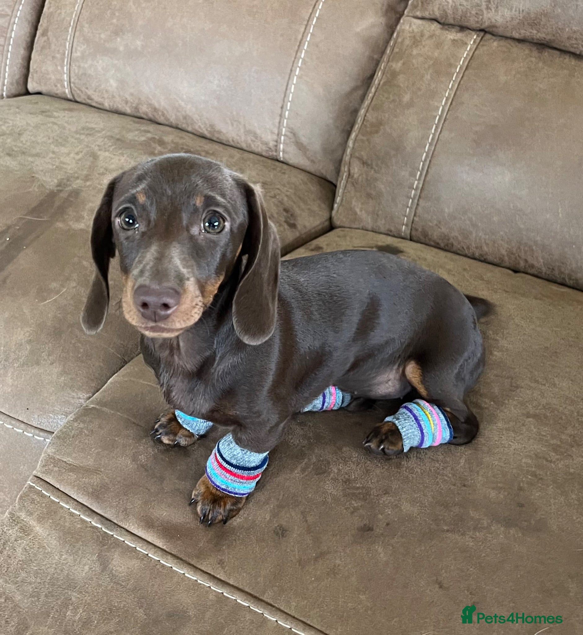Miniature Dachshund dogs KC Registered Miniature Dachshund Puppies - Advert 16