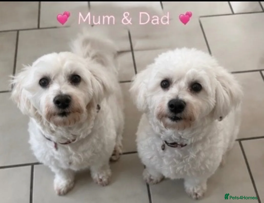 Mixed Breed dogs for sale: Beautiful Maltese x coton de Tuléar puppies 🐶  - Advert 5