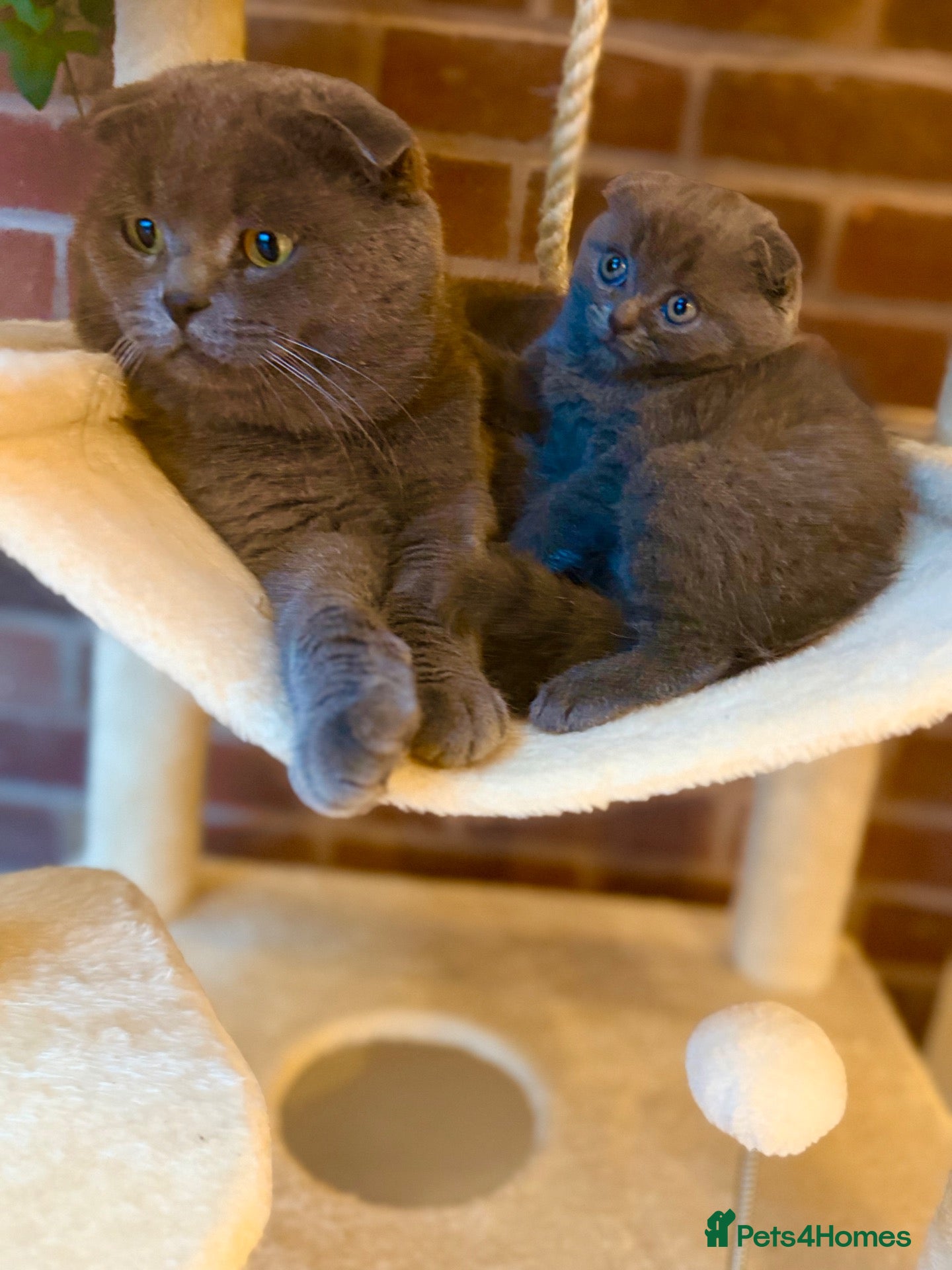 Scottish Fold cats Last 😊 lop-eared Scottish fold  - Advert 2
