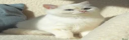 British Shorthair cats for sale: Exceptional Golden British Shorthair – NY 11 33 - Advert 3