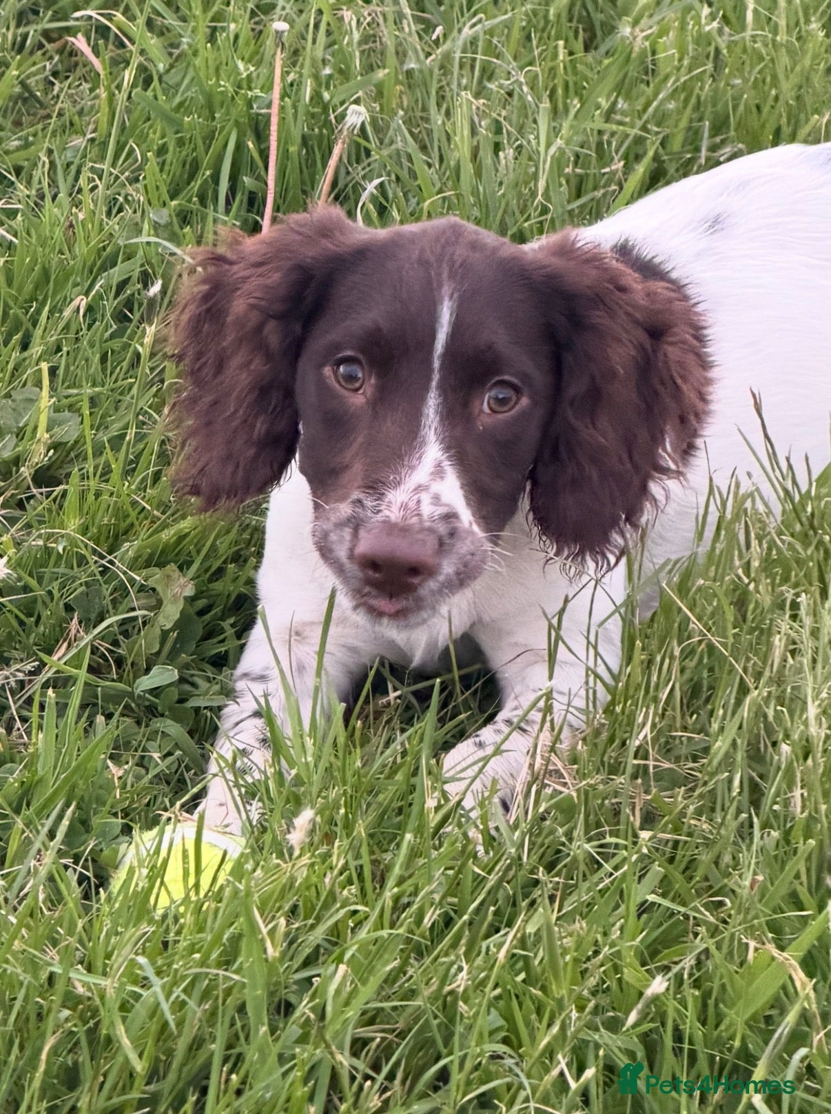 English Springer Spaniel dogs 6month Old Female Springer - Advert 4