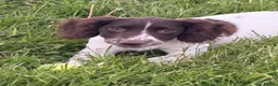 English Springer Spaniel dogs for sale: 6month Old Female Springer - Advert 2