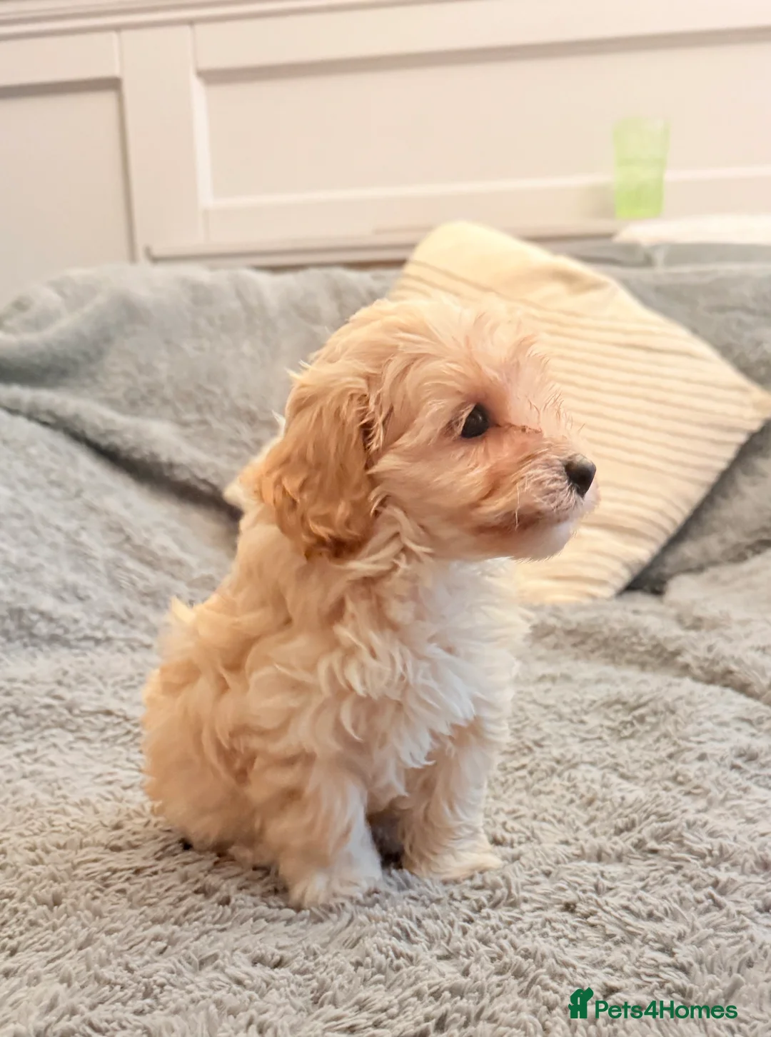 Maltipoo dogs for sale: DNA clear tiny toy F1b maltipoo puppy - Advert 5