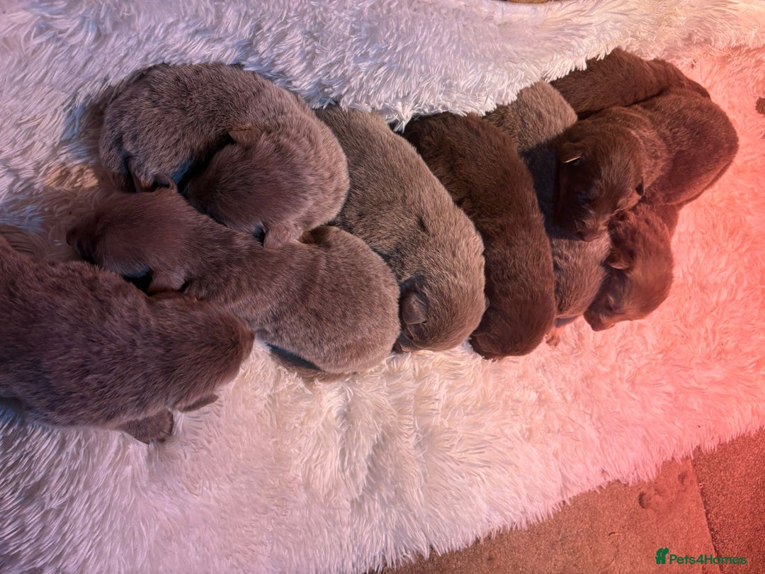 German Shepherd dogs for sale: Working KC GSD German shepherd puppies  - Image 14