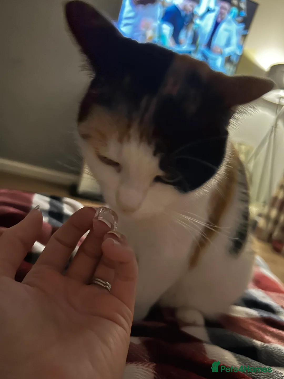 Mixed Breed cats for sale: Beautiful 3 year old cat ***free*** - Advert 6