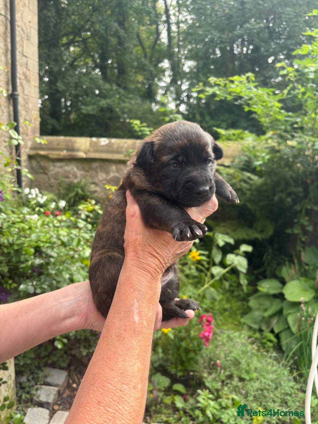 Belgian Shepherd Dog dogs for sale: Dutch shepherd puppies  - Image 20