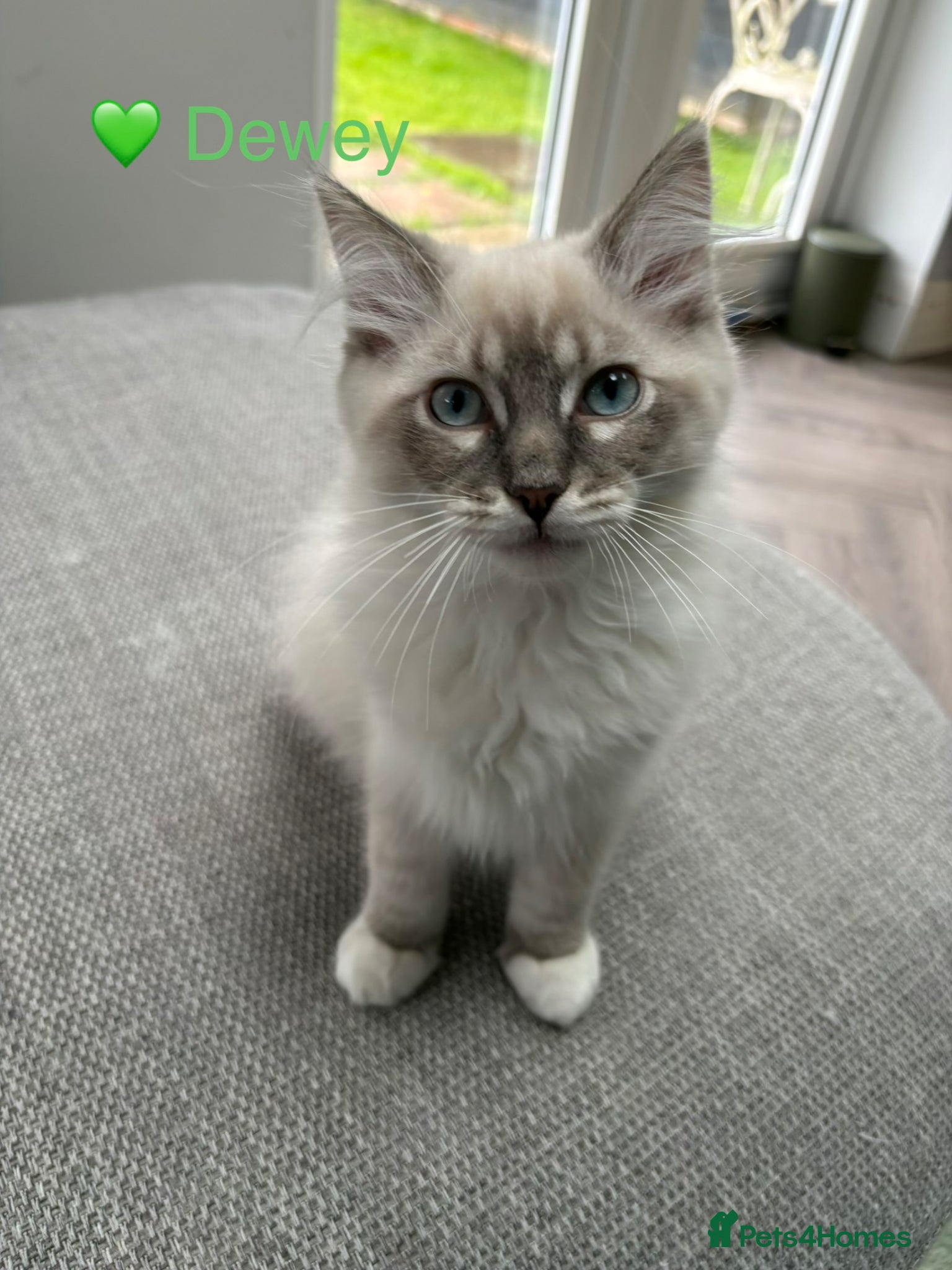 Ragdoll cats GCCF Registered - 1 Blue Tabby boy remaining - Advert 2