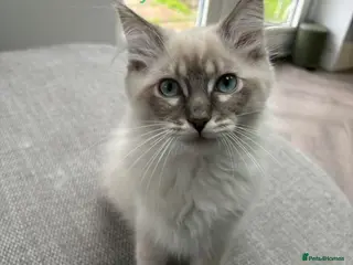 Ragdoll cats GCCF Registered - 1 Blue Tabby boy remaining - Advert 2