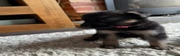 German Shepherd dogs for sale: 11 adorable bouncy German Shepard puppies  - Advert 13