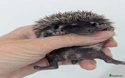 Pygmy Hedgehog rodents for sale: Beautiful litter of Hoglets/Ready to Reserve  - Image 1