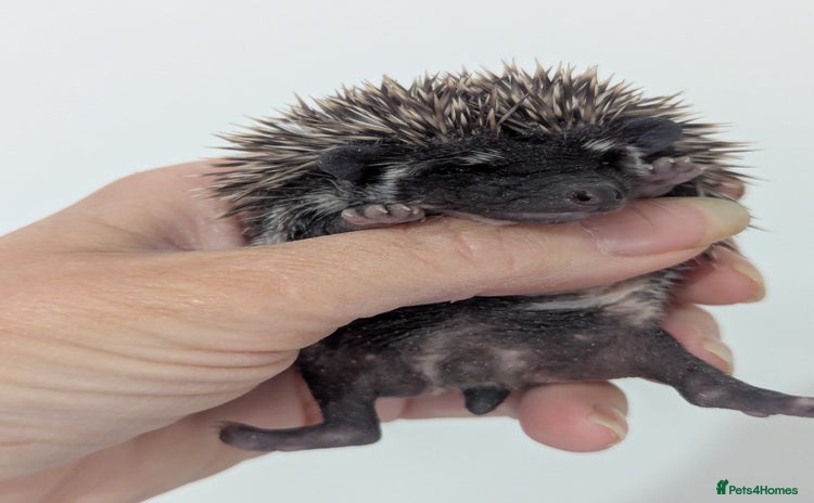 Pygmy Hedgehog rodents - Advert 2