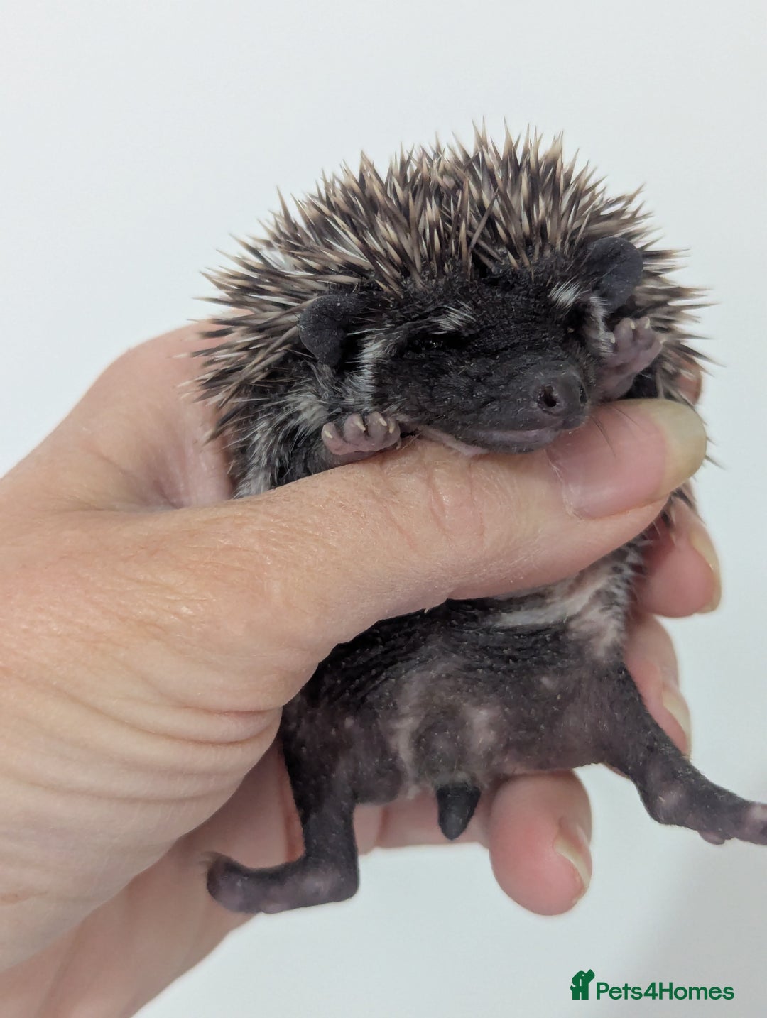 Pygmy Hedgehog rodents for sale: Beautiful litter of Hoglets/Ready to Reserve  - Image 1