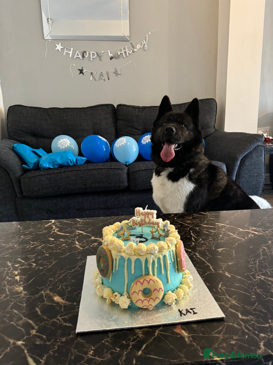 Mixed Breed dogs for sale: Akita German Shepherd for rehoming  - Image 1