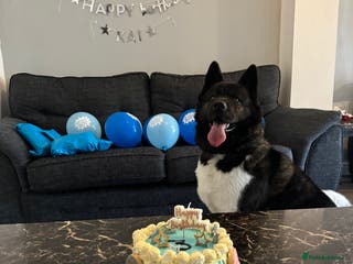 Mixed Breed dogs Akita German Shepherd for rehoming - Advert 17