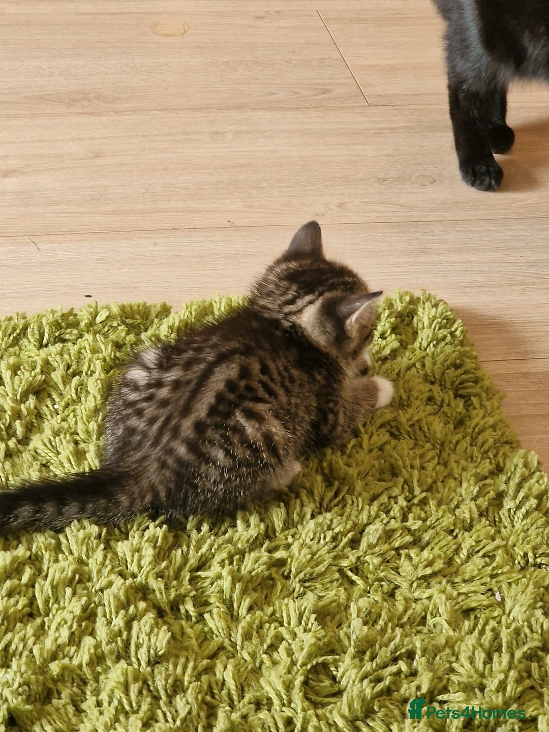 Mixed Breed cats for sale: Kittens - Image 7