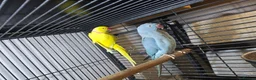 Ringnecks birds for sale: Proven Breeding Pairs  - Advert 6