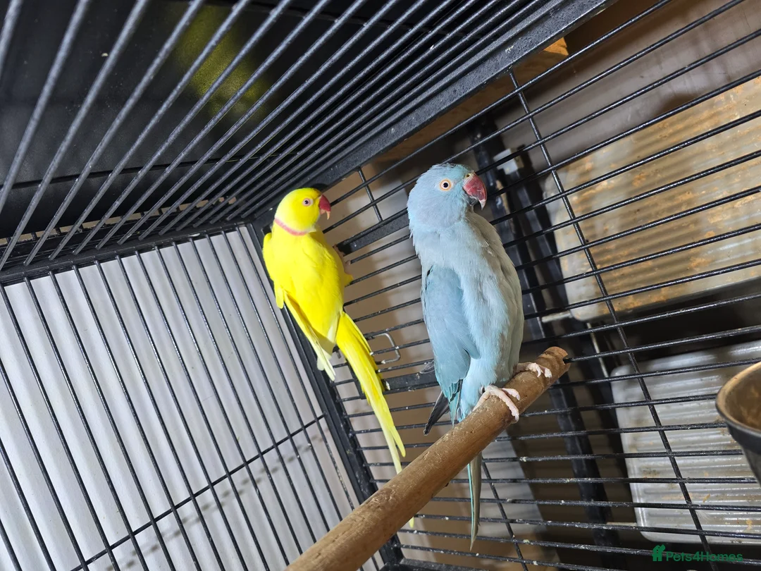 Ringnecks birds for sale: Proven Breeding Pairs  - Advert 6
