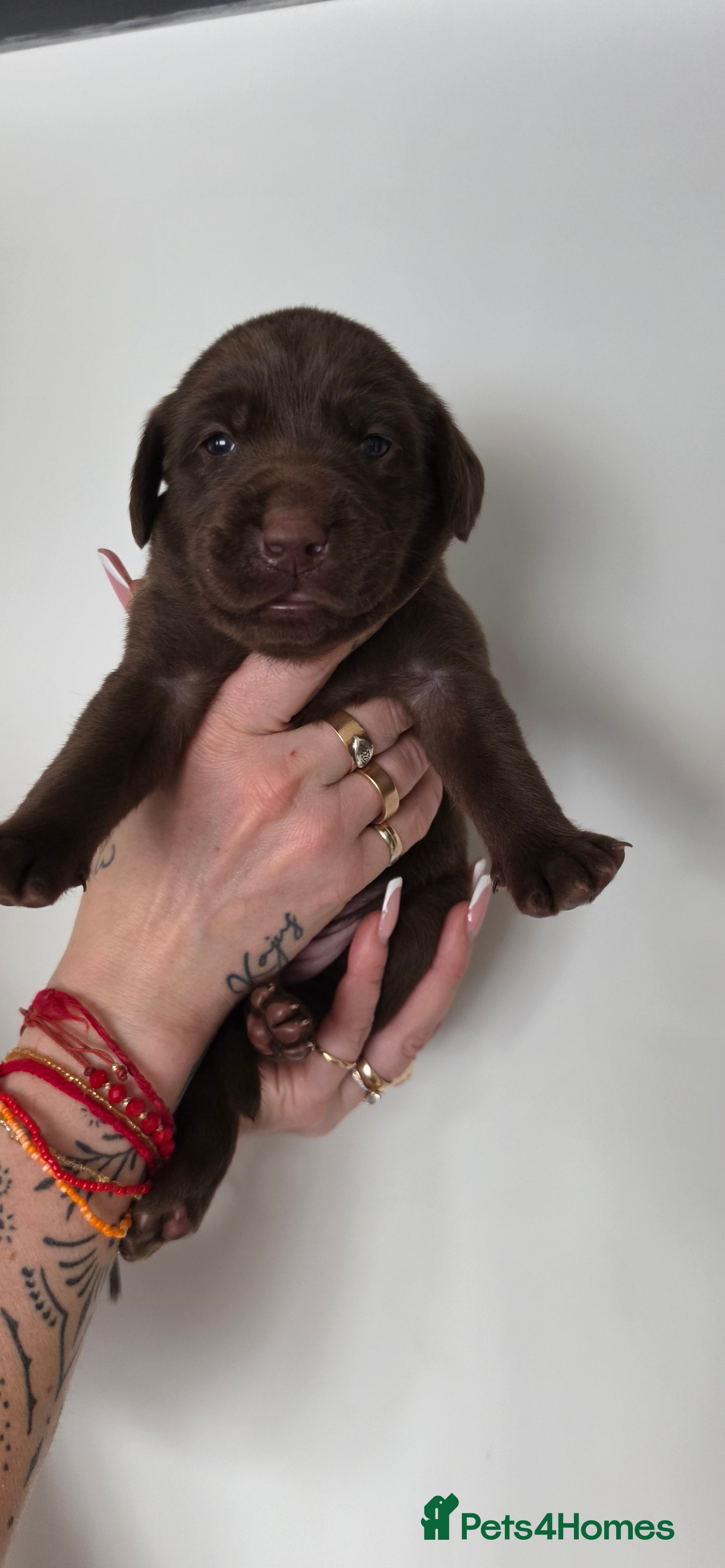 Labrador Retriever dogs KC REG CHAMPION BLOODLINE PUPPIES 🏆🍫 - Advert 2