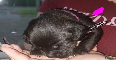 Mixed Breed dogs 6 beautiful labrador x pocket bullie pups  - Advert 1