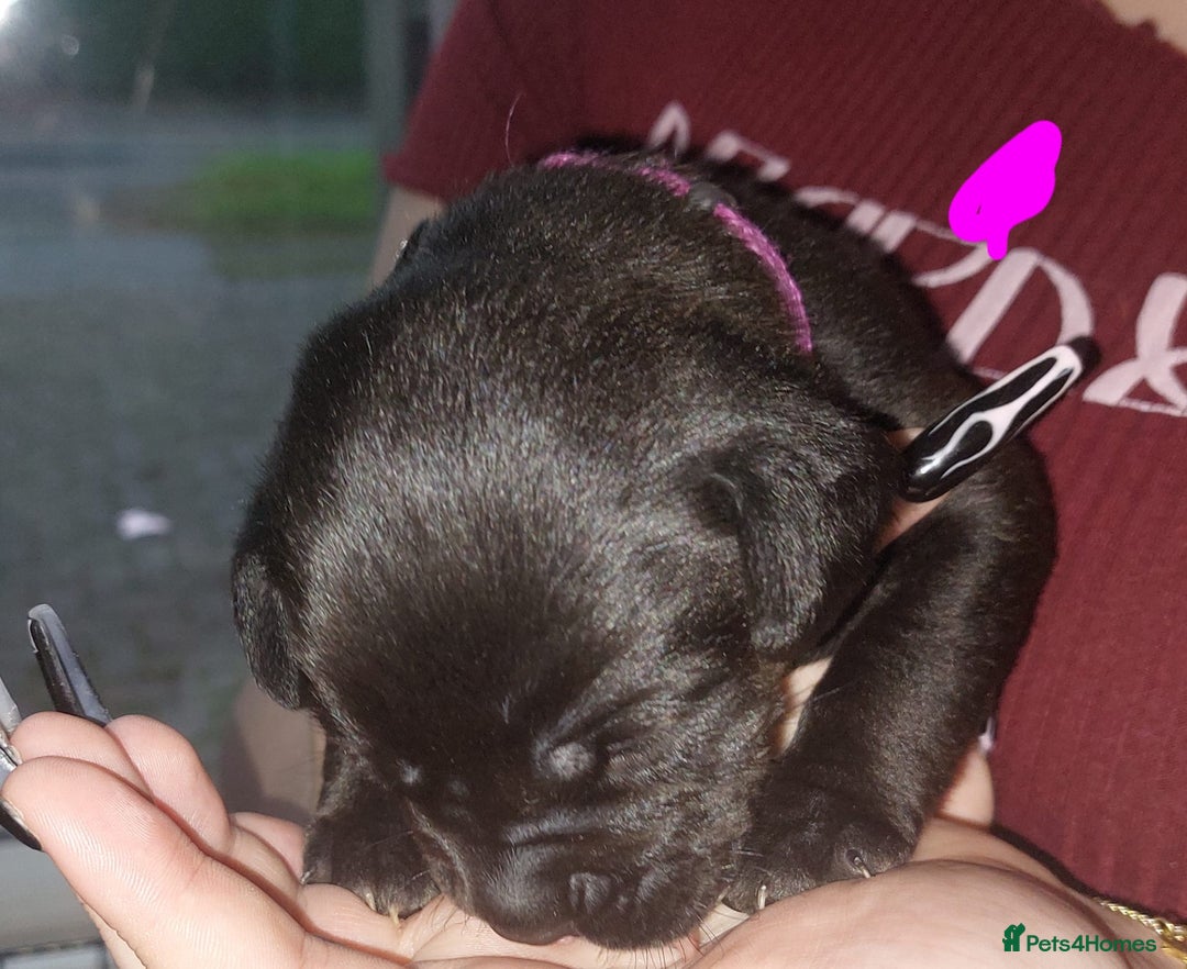 Mixed Breed dogs for sale: 6 beautiful black labrador x pocket bullie pups  - Image 2