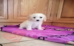 Cavachon dogs for sale: Cavachon Puppies - Image 4