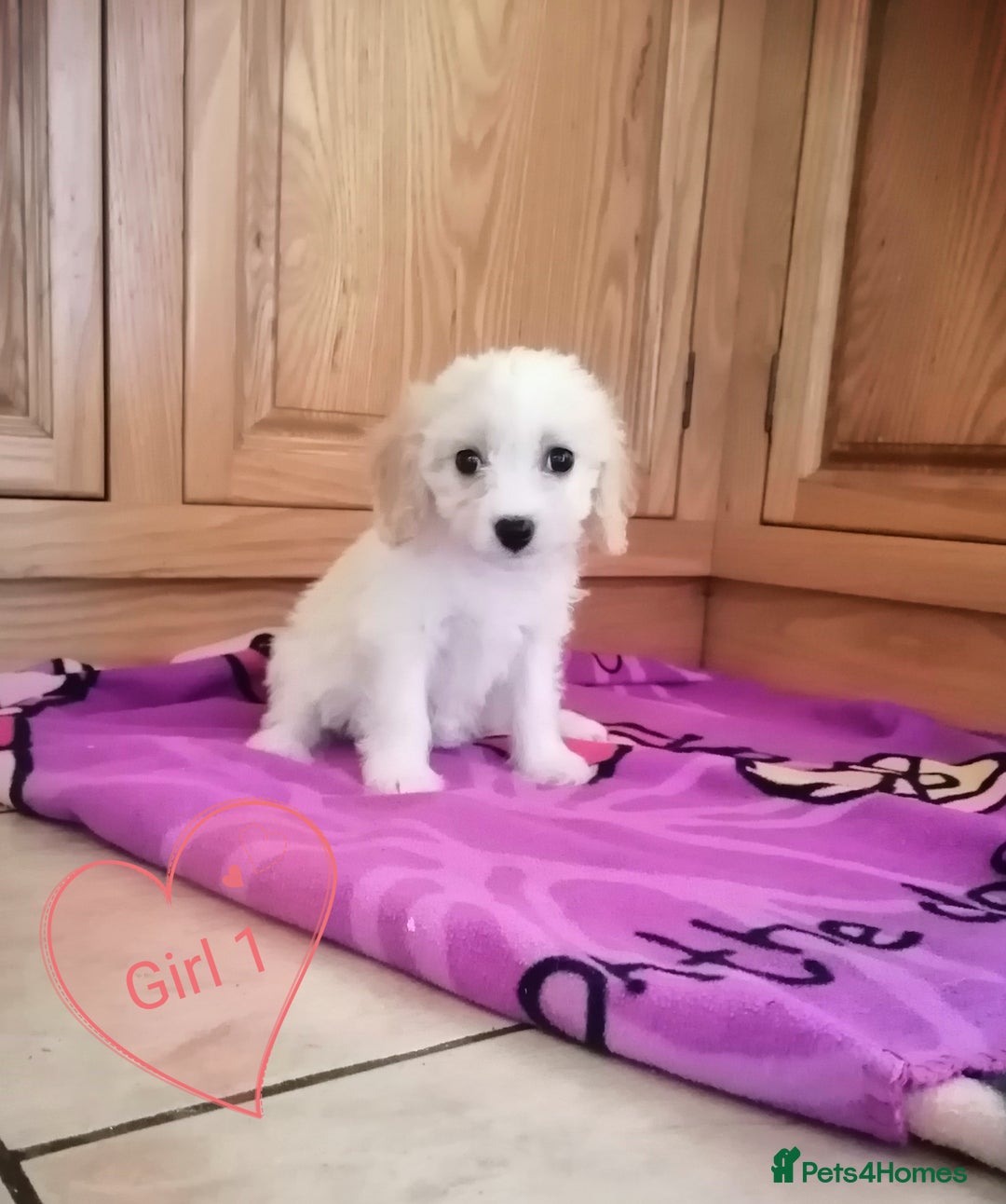 Cavachon dogs for sale: Cavachon Puppies - Image 4