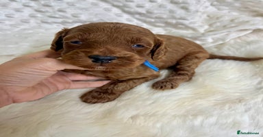 Mini Goldendoodle dogs - Advert 1