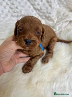 Mini Goldendoodle dogs - Advert 9