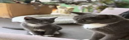 Mixed Breed cats for sale: Half Russian Blue kittens - Advert 8
