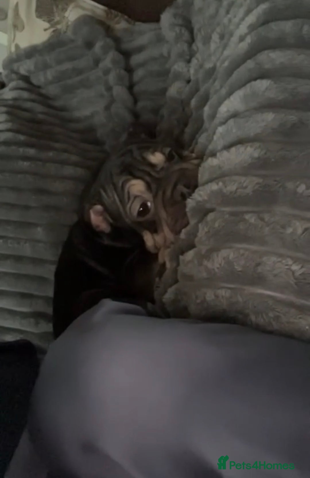 French Bulldog dogs for sale: Rehoming this beautiful frenchie cross old English - Advert 4