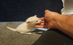 Turkish Angora cats for sale:  **  Kittens - Advert 6