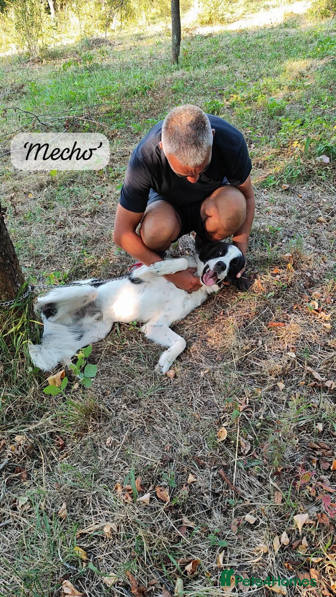 Mixed Breed dogs for adoption: Mecho, 1.5-2 yrs old. I adopted . - Advert 28