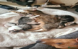 Bengal cats for sale: Adorable cuddly male - Image 7