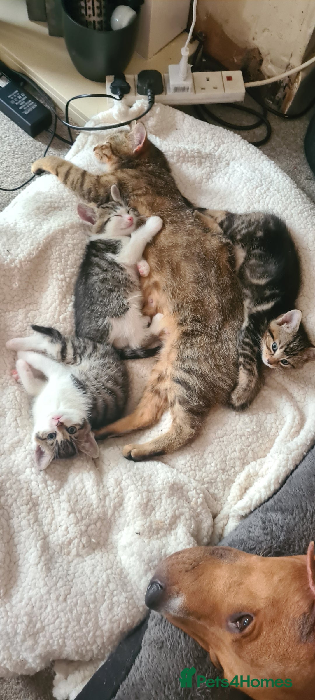 Bengal cats for sale: Adorable cuddly male - Image 7