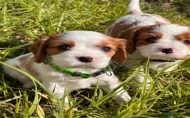 Cavalier King Charles Spaniel dogs - Advert 2