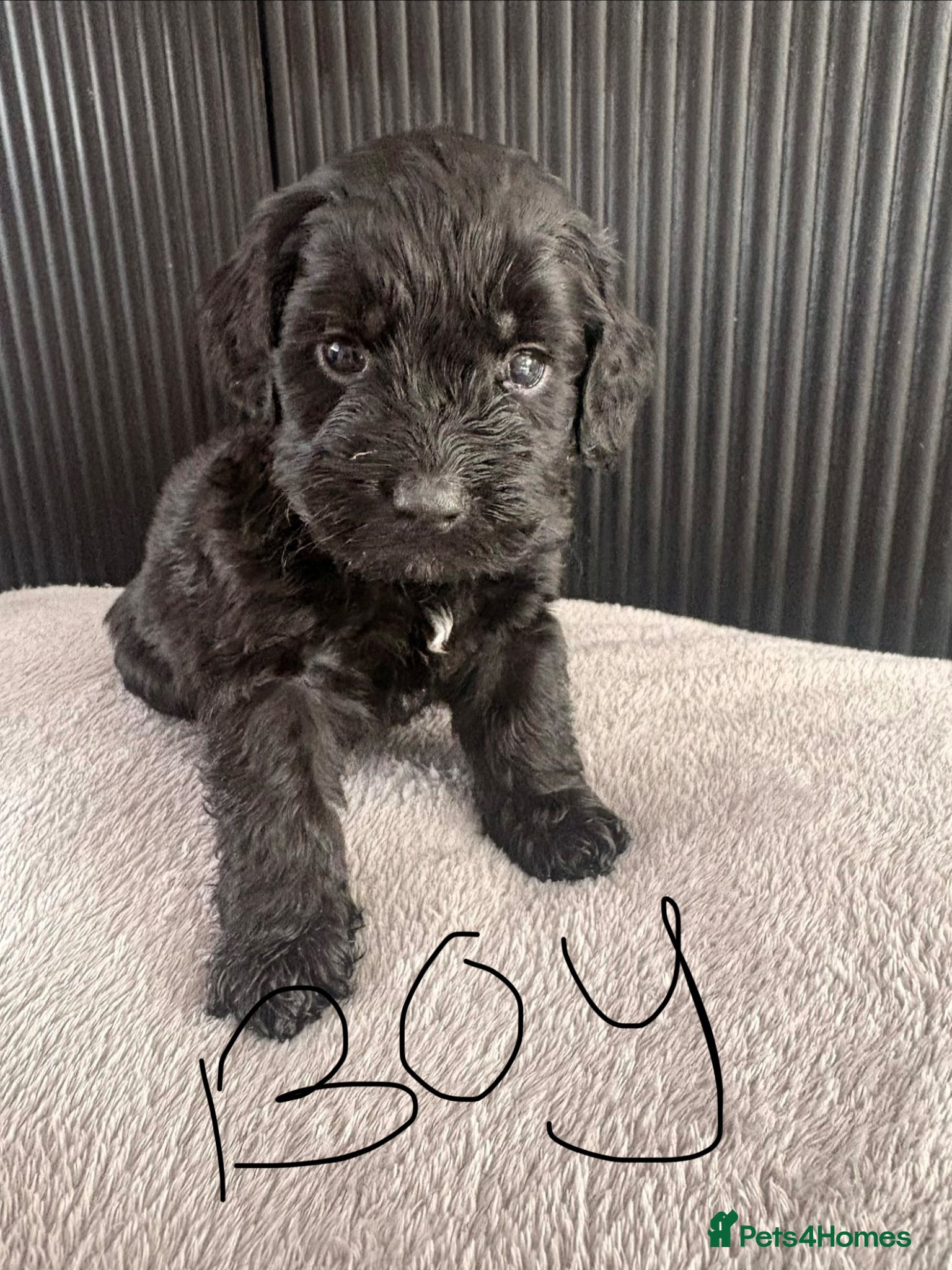 Cockapoo dogs F1B cockapoo puppies  - Advert 1