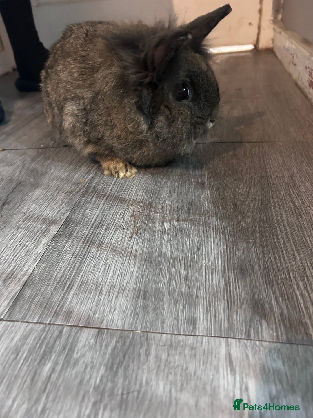 Mixed Breed rabbits for sale: Rabbits - Advert 4