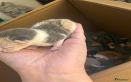 Mixed Breed cats for sale: Stunning ragdoll mix kittens for 5 star homes - Image 6