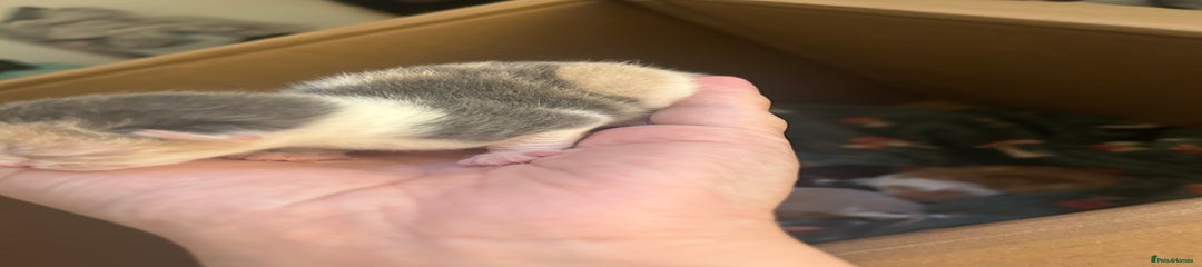 Mixed Breed Kitten 5