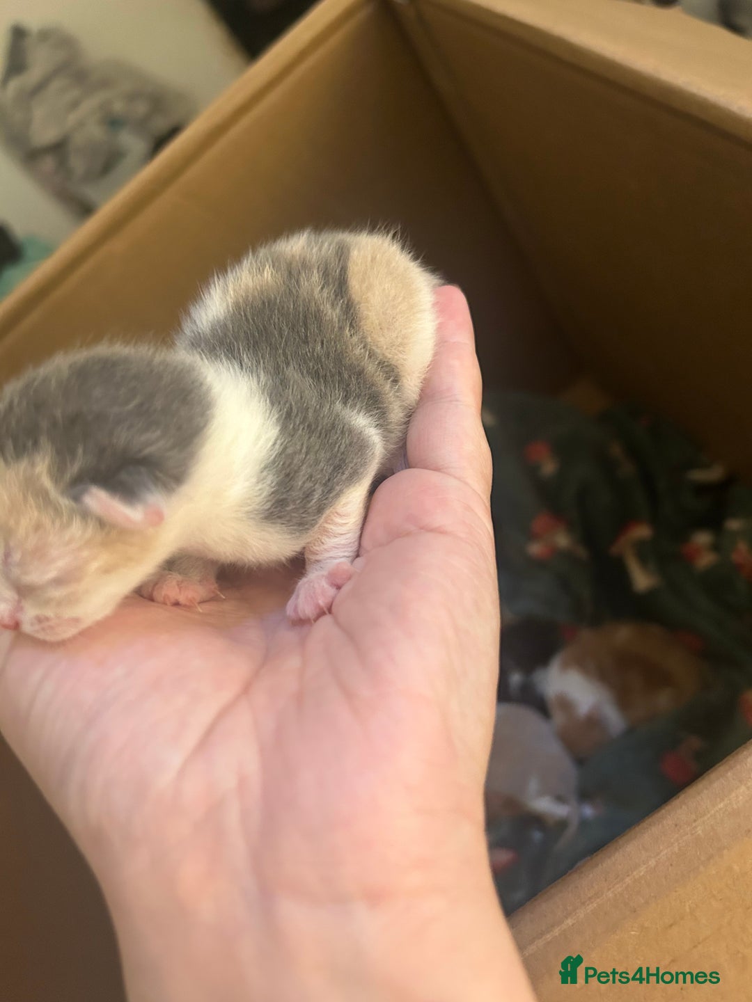 Mixed Breed cats for sale: Stunning ragdoll mix kittens for 5 star homes - Image 6