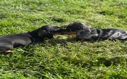 Miniature Dachshund dogs for sale: Miniature dachshund puppies  - Image 5