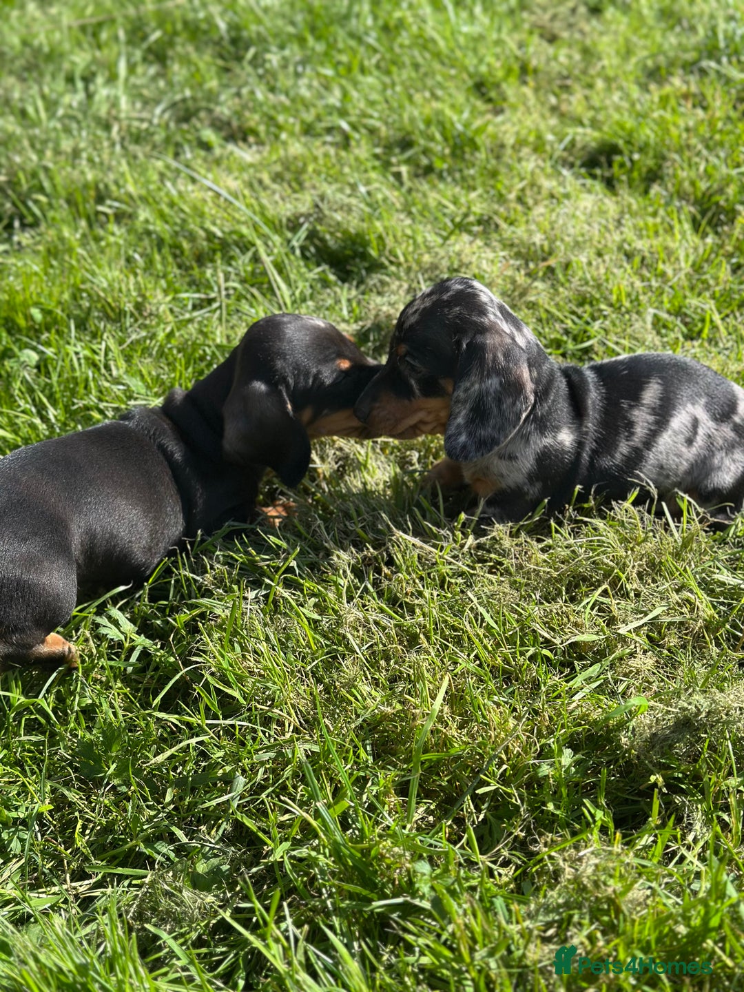 Miniature Dachshund dogs for sale: Miniature dachshund puppies  - Image 5