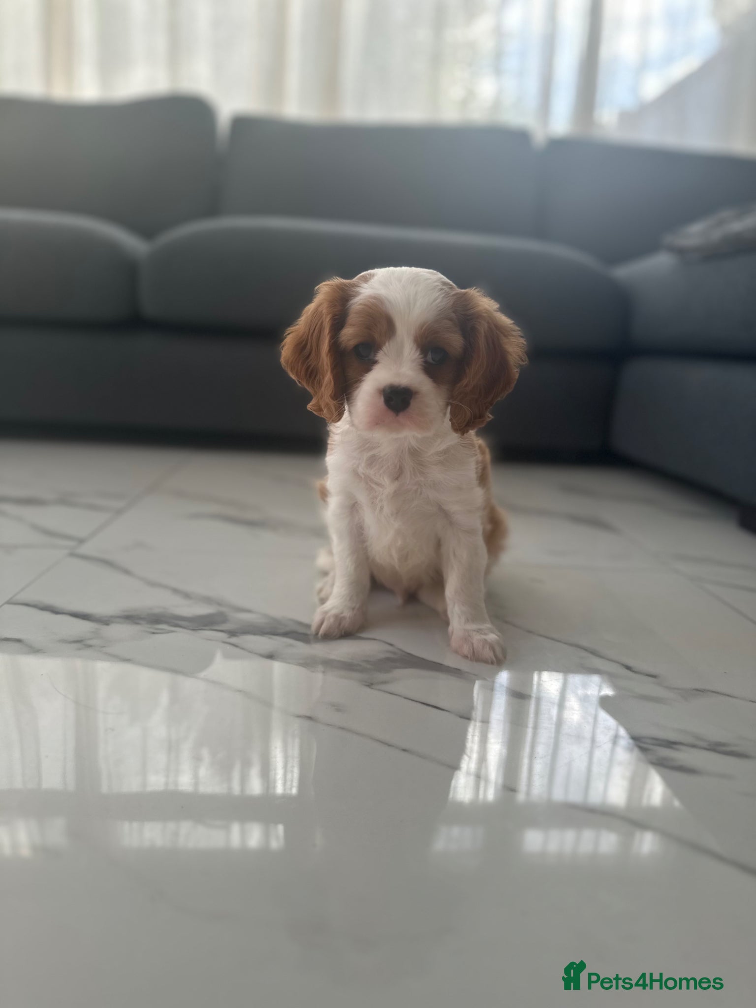 Cavalier King Charles Spaniel dogs Pedigree cavalier King Charles spaniel puppies.  - Advert 4