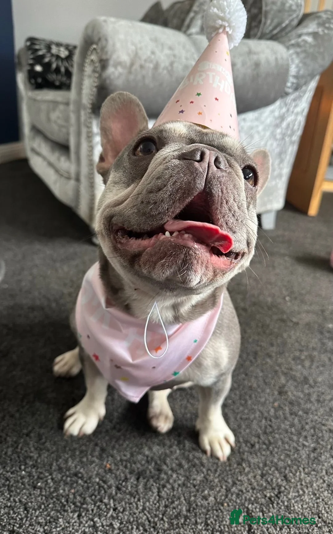 French Bulldog dogs for adoption: Luna - KC French Bulldog in Carlisle - Advert 2