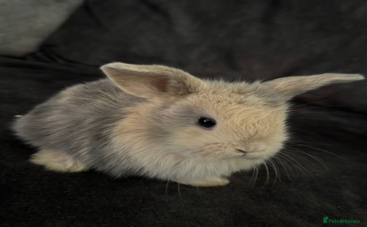Mini Lop rabbits - Advert 2